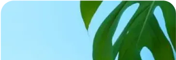 Leaf with lightblue background