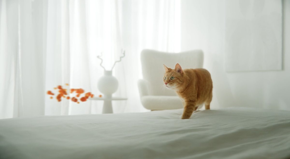 IAMS Brandfilm: Katze im Realdreh mit orangener 3D-Partikelspur — hybride Videoproduktion mit Compositing von CHEESE Productions