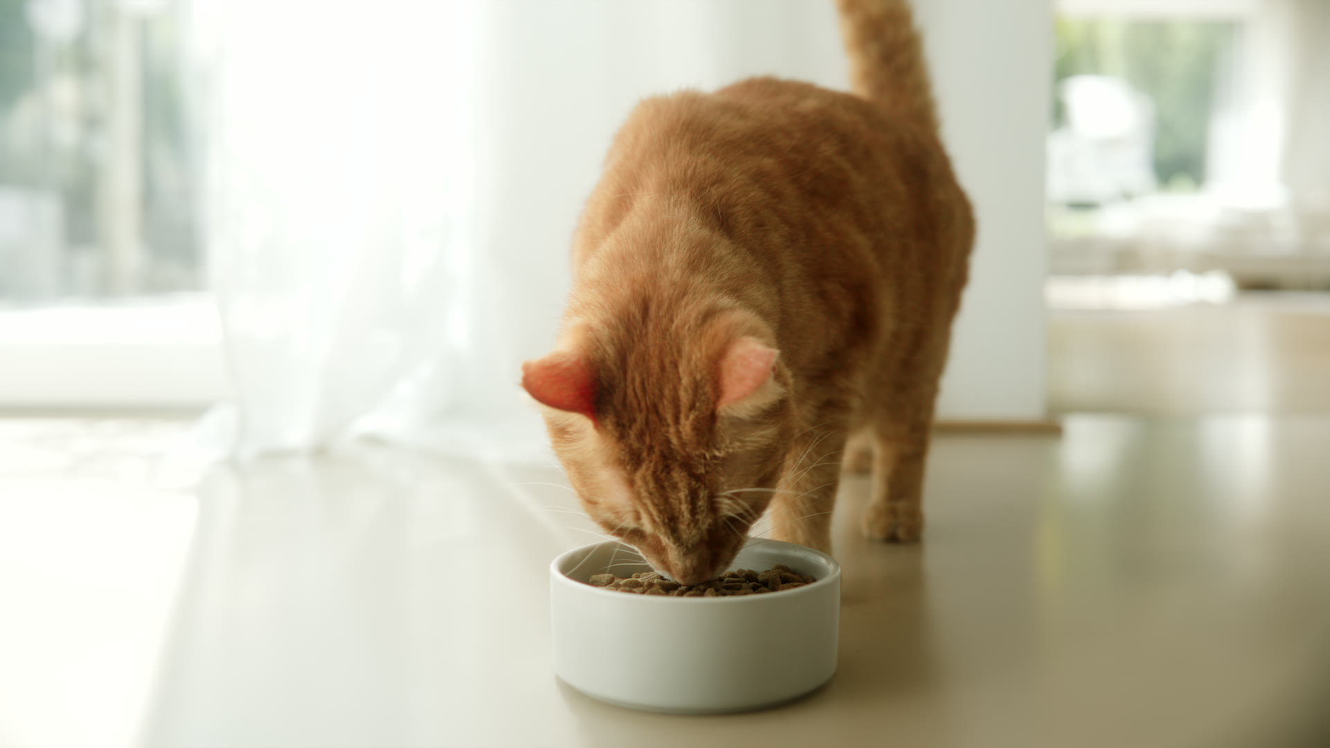 Hybride Videoproduktion: Szene aus dem IAMS Brandfilm — Realfilm mit 3D-Animation kombiniert