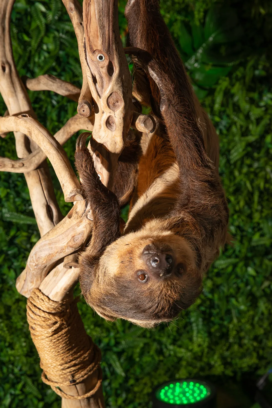 Sloth hanging from a driftwood branch against a greenery wall in the Reptile World room at MarleyCon x 3