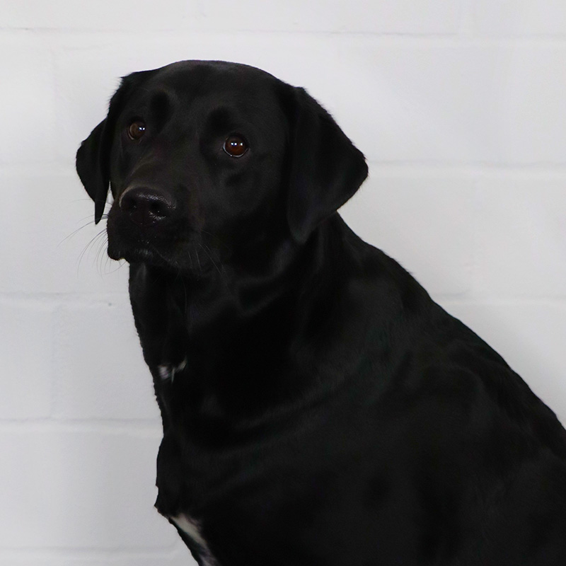 Portät von Knut, dem schwarzen Labrador