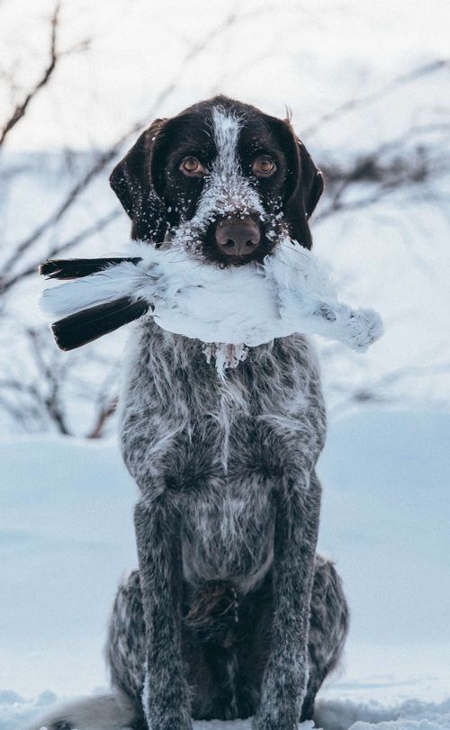 Strihåret vorsteher, med vinter rype på rypejakt i Finnmark