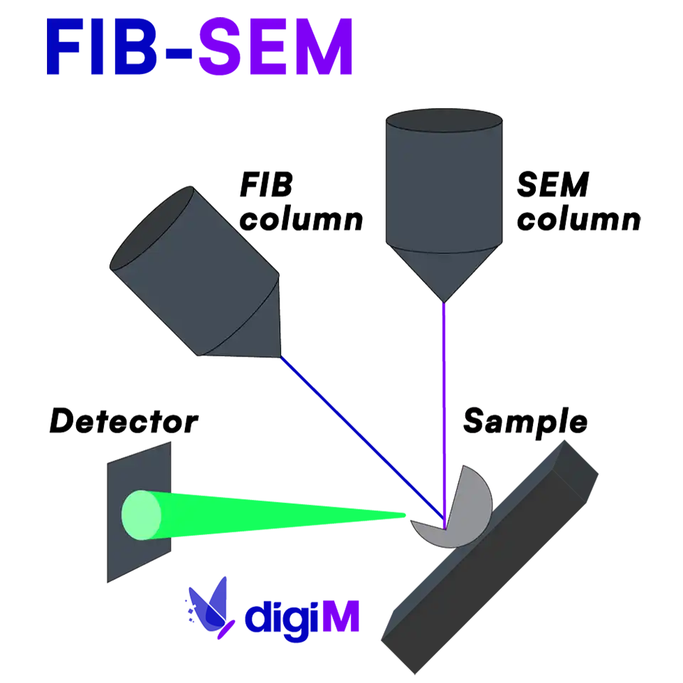 Diagram illustrating the FIB-SEM (Focused Ion Beam Scanning Electron Microscopy) technique, showing the dual-beam system used for nanoscale 3D imaging and milling of material cross-sections