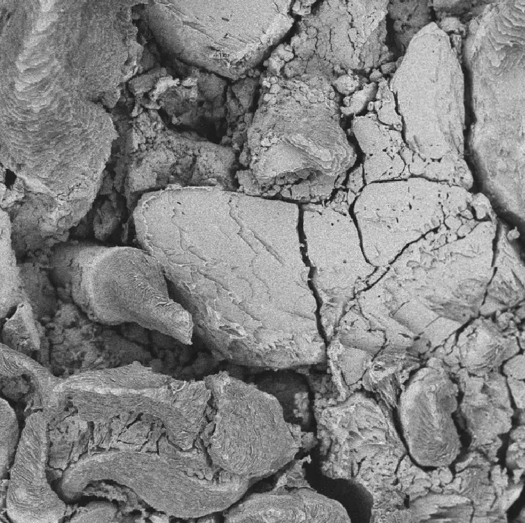 A MFV-SEM image of a porous region of tablet scanned at twenty-five micron resolution, made from the compaction of SDD particles.