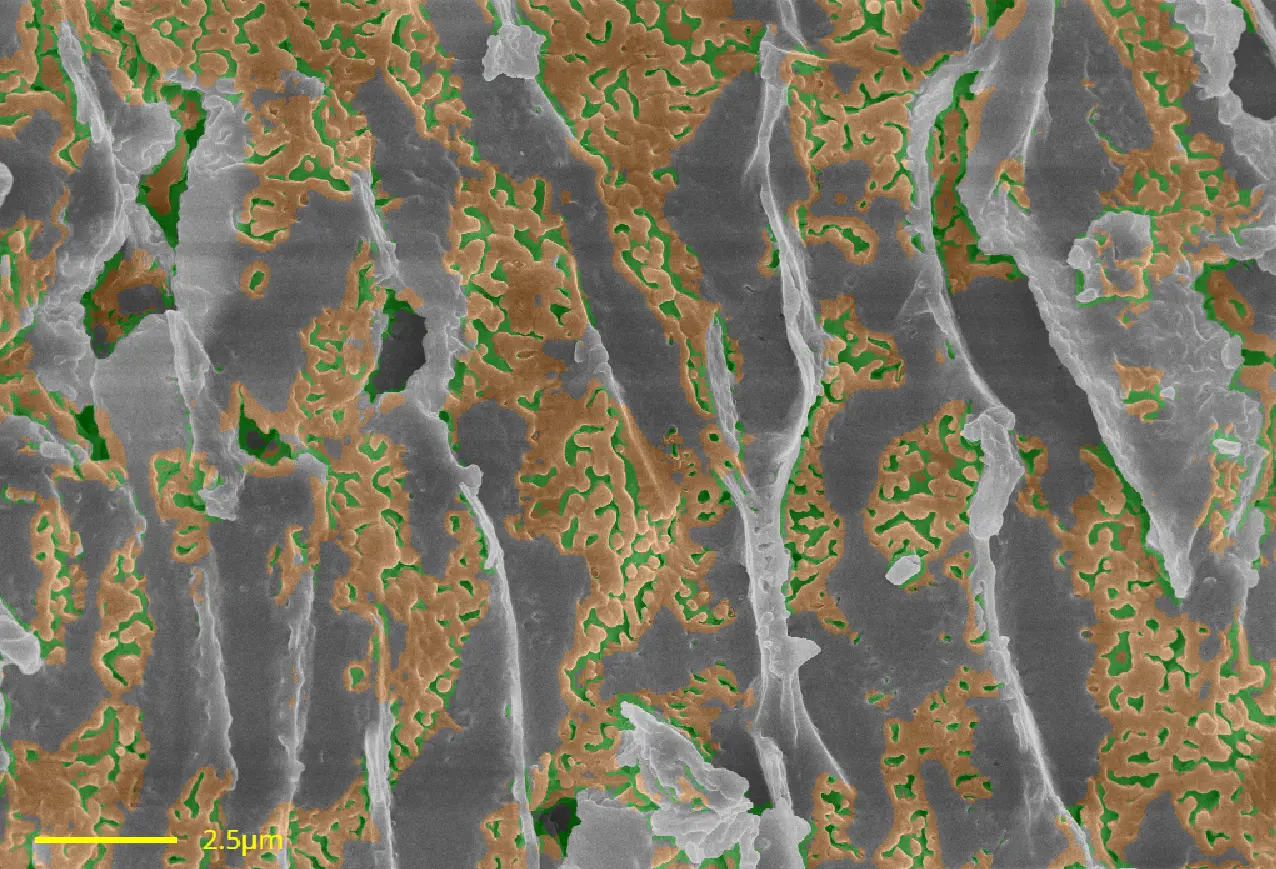 A photo of a lyophilized wall, with a segmented portion of loaded drug.