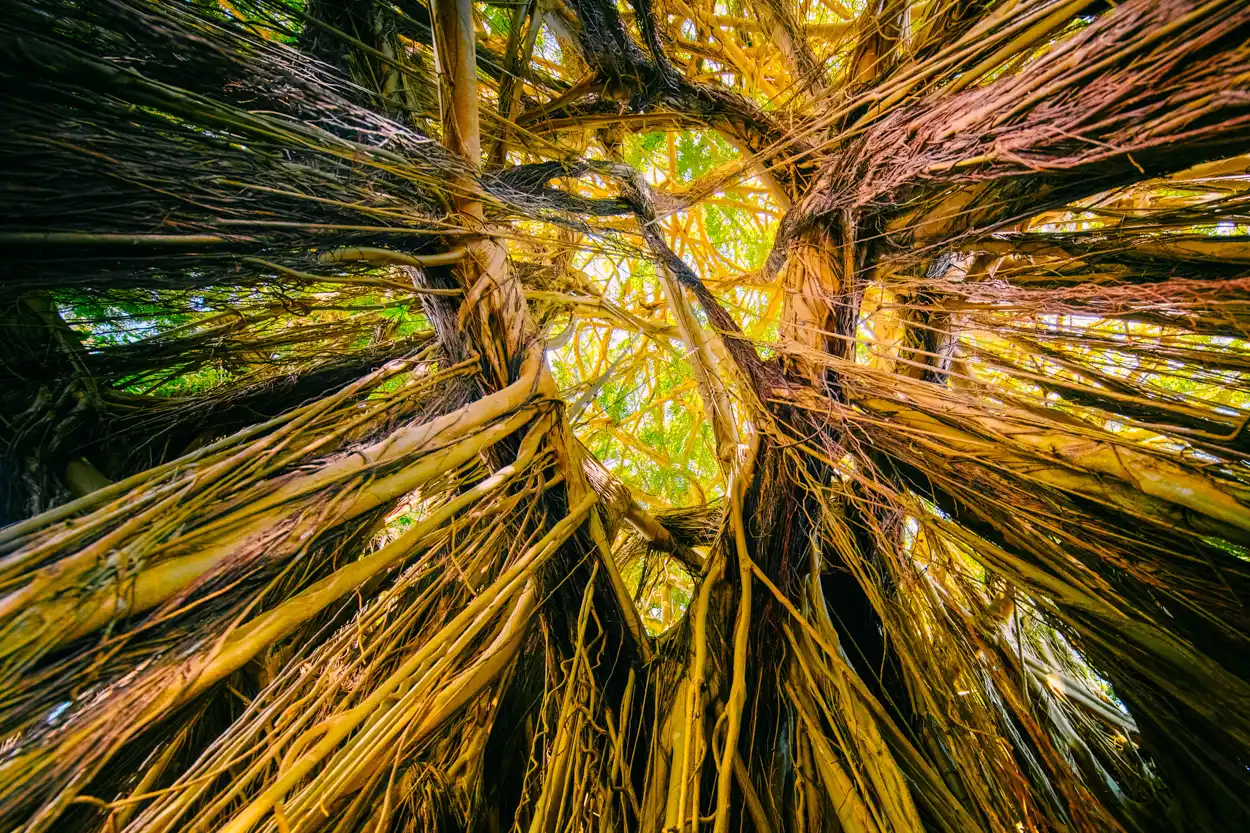 Vivid image of intertwined banyan tree roots, highlighting their complex structure and rich golden hues illuminated from above.