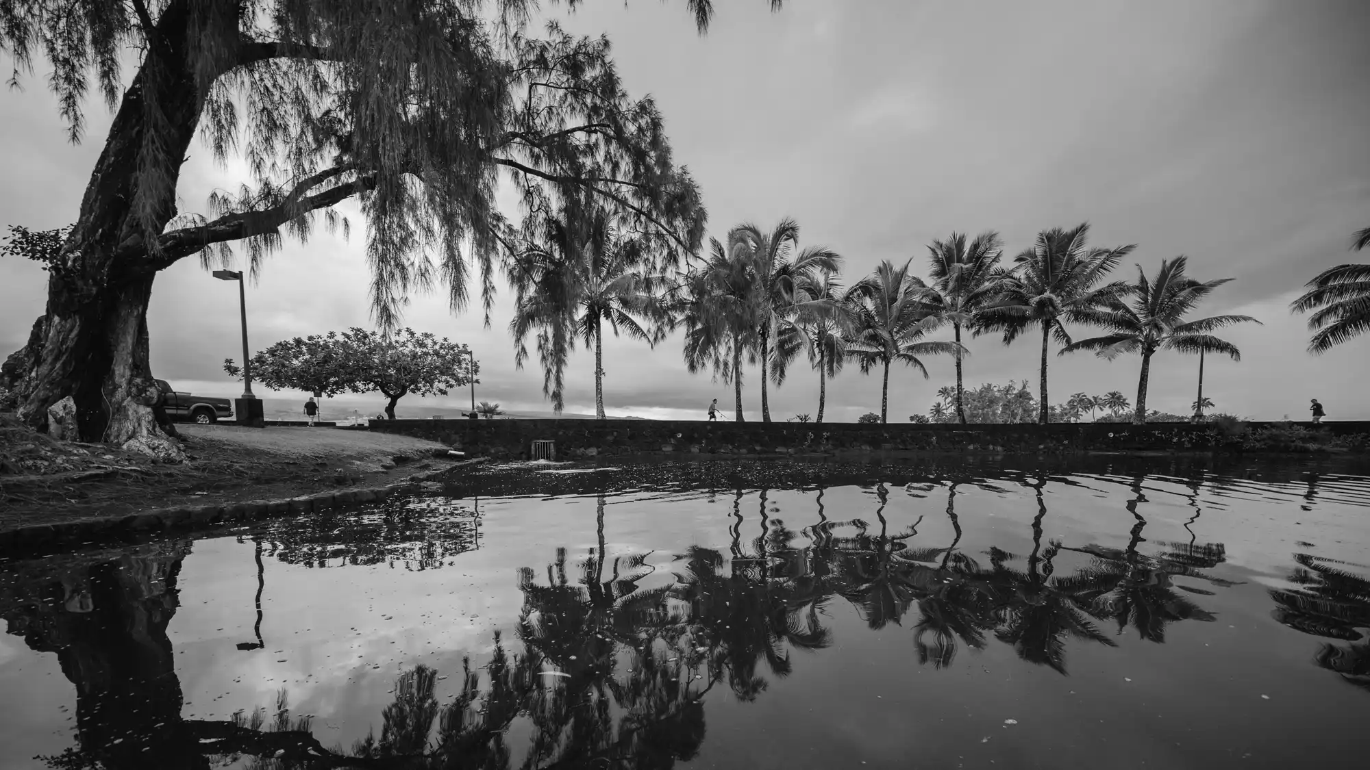 Black and white image of a tranquil park with palm trees and calm water reflecting the surrounding nature and a cloudy sky.
