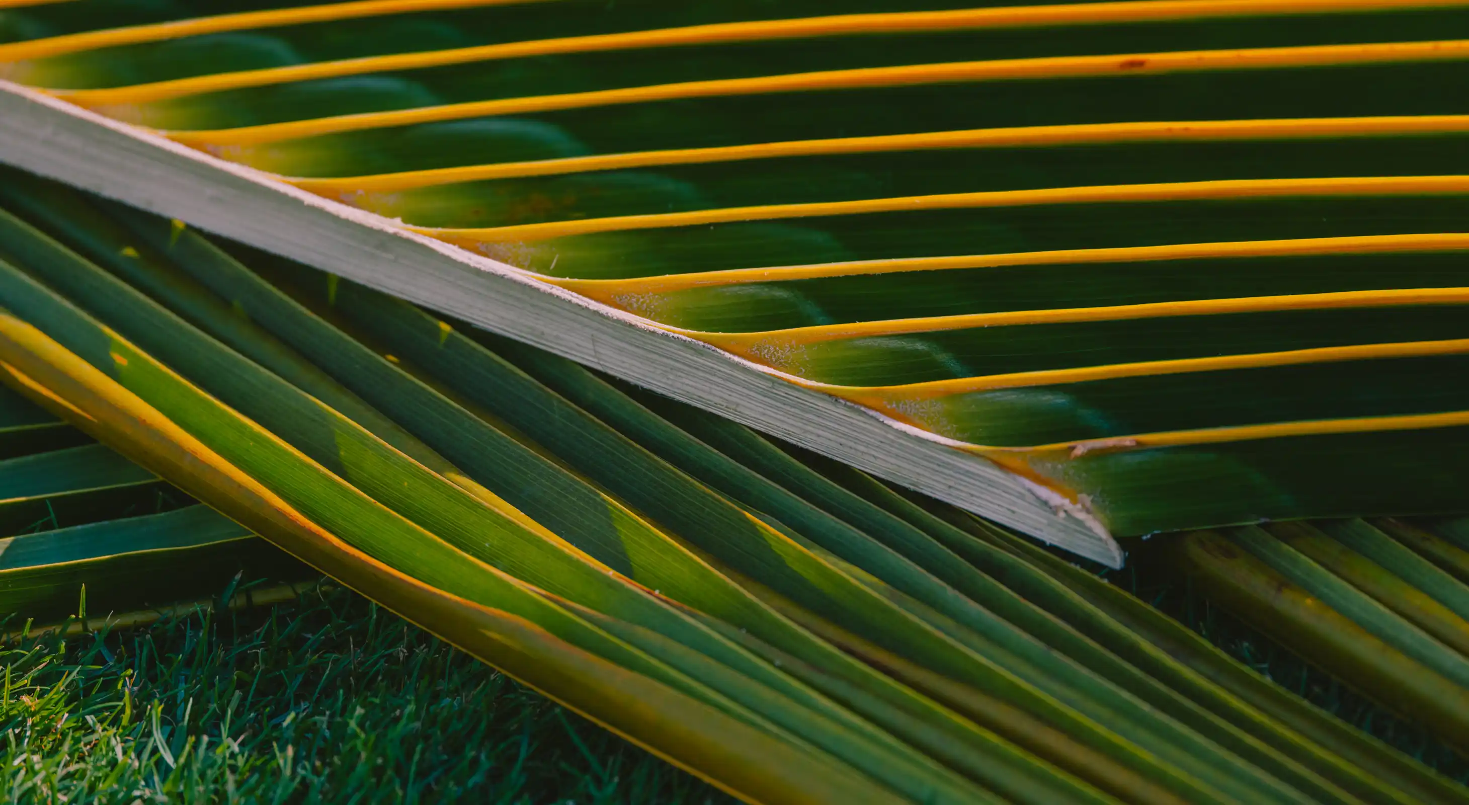 Close-up of a palm leaf displaying vibrant green and yellow stripes, showcasing detailed textures and patterns.