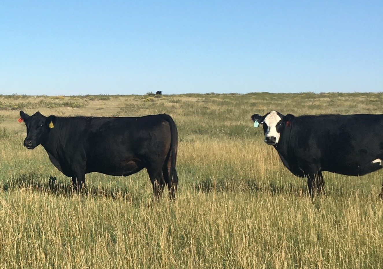 Cattle grazing on grasslands.