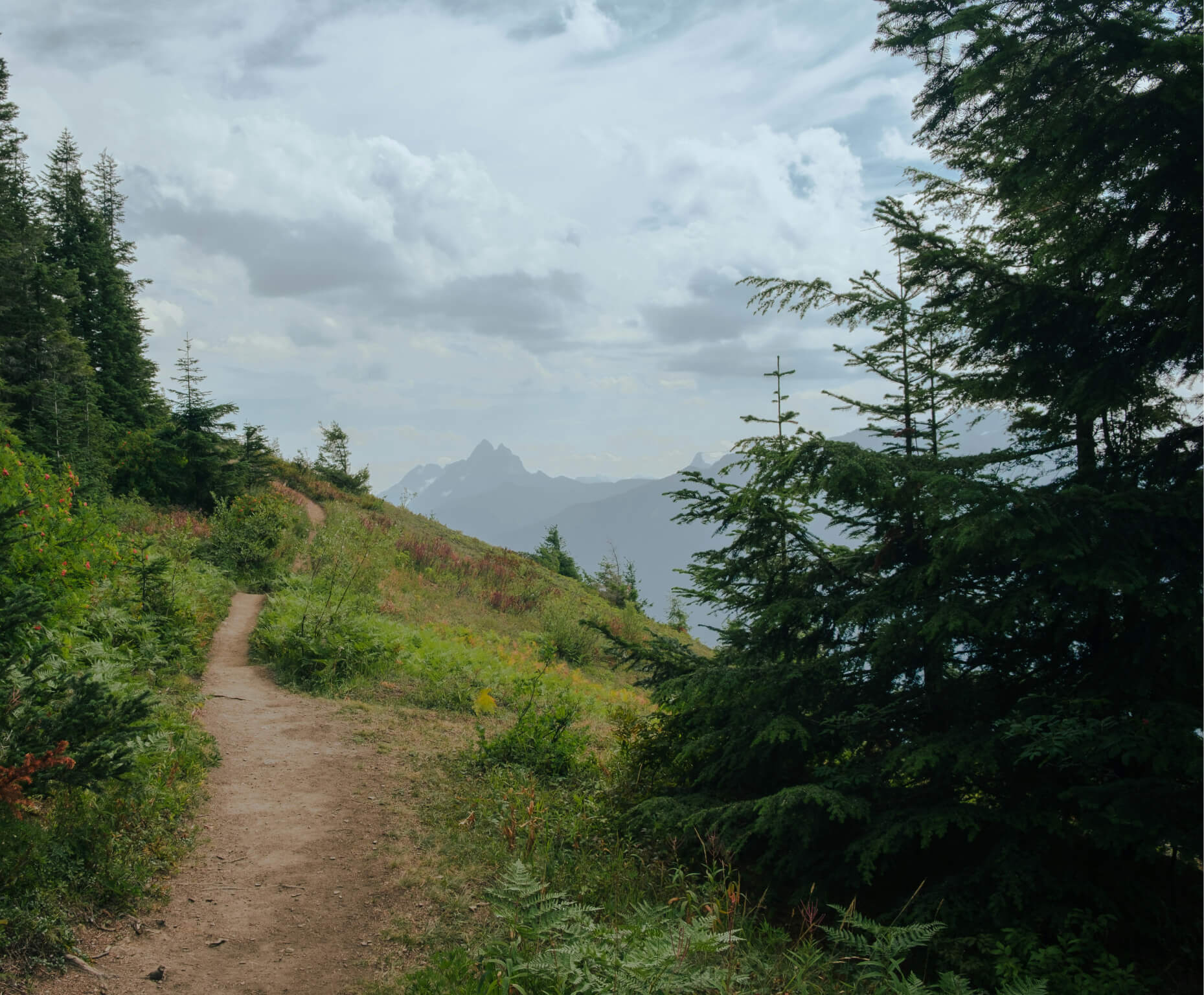 A dirt path in the middle of a forest.