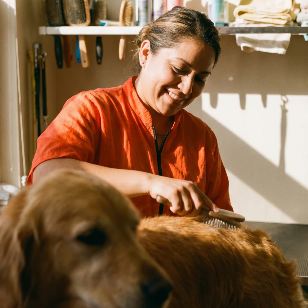 Pet groomer brushing golden retriever in grooming shop