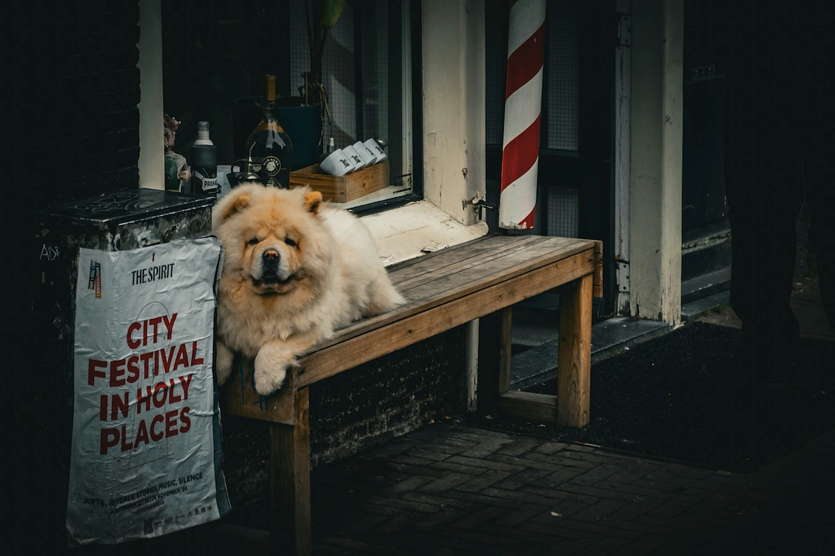 How to start a dog grooming business