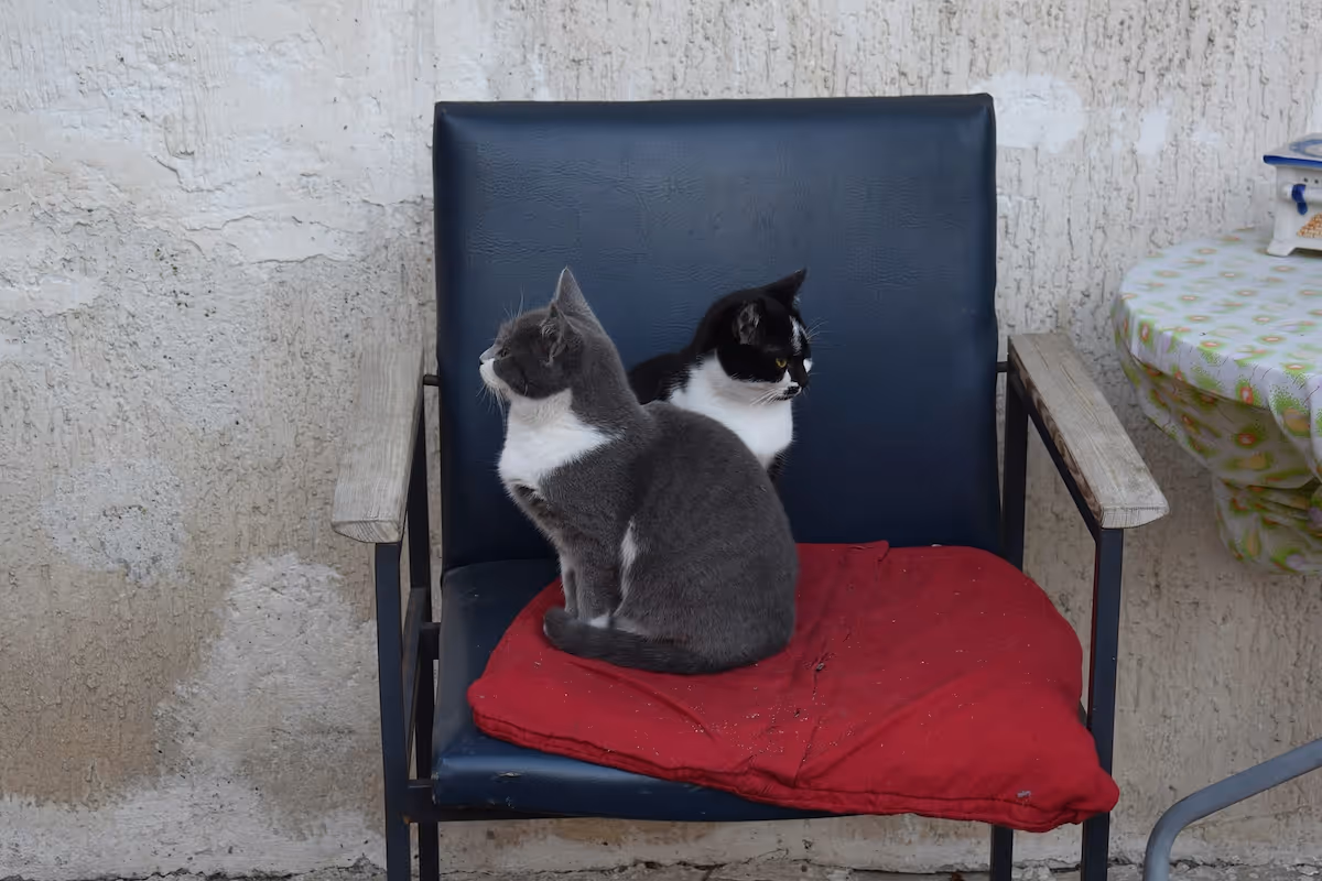 How to start a pet sitting business