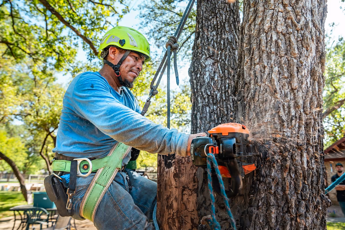 How to start a tree cutting business