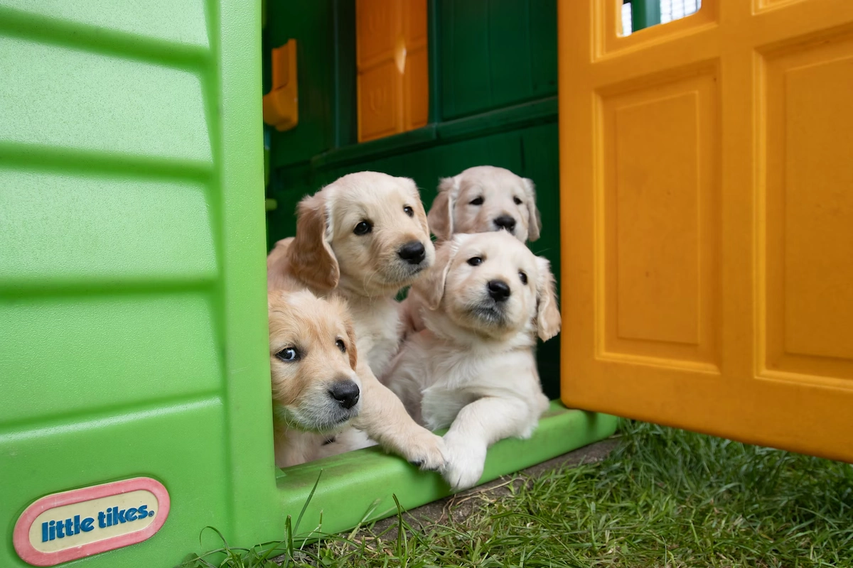How to start a dog daycare business