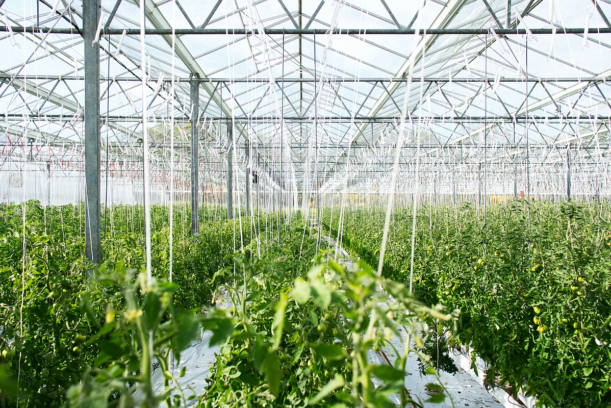 How to start a greenhouse business