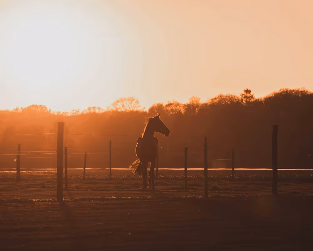 How to start a horse boarding business