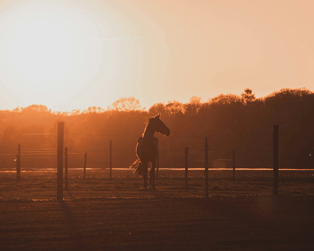 How to start a horse boarding business