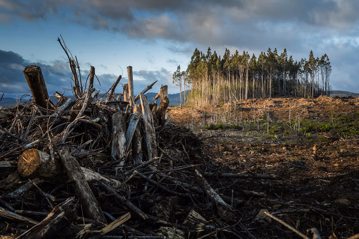 How to start a logging business