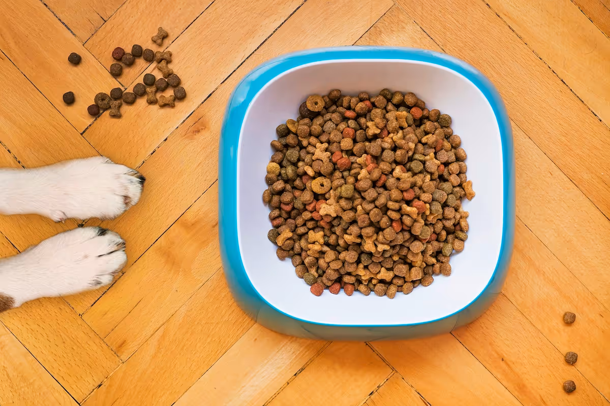 How to start a dog food business