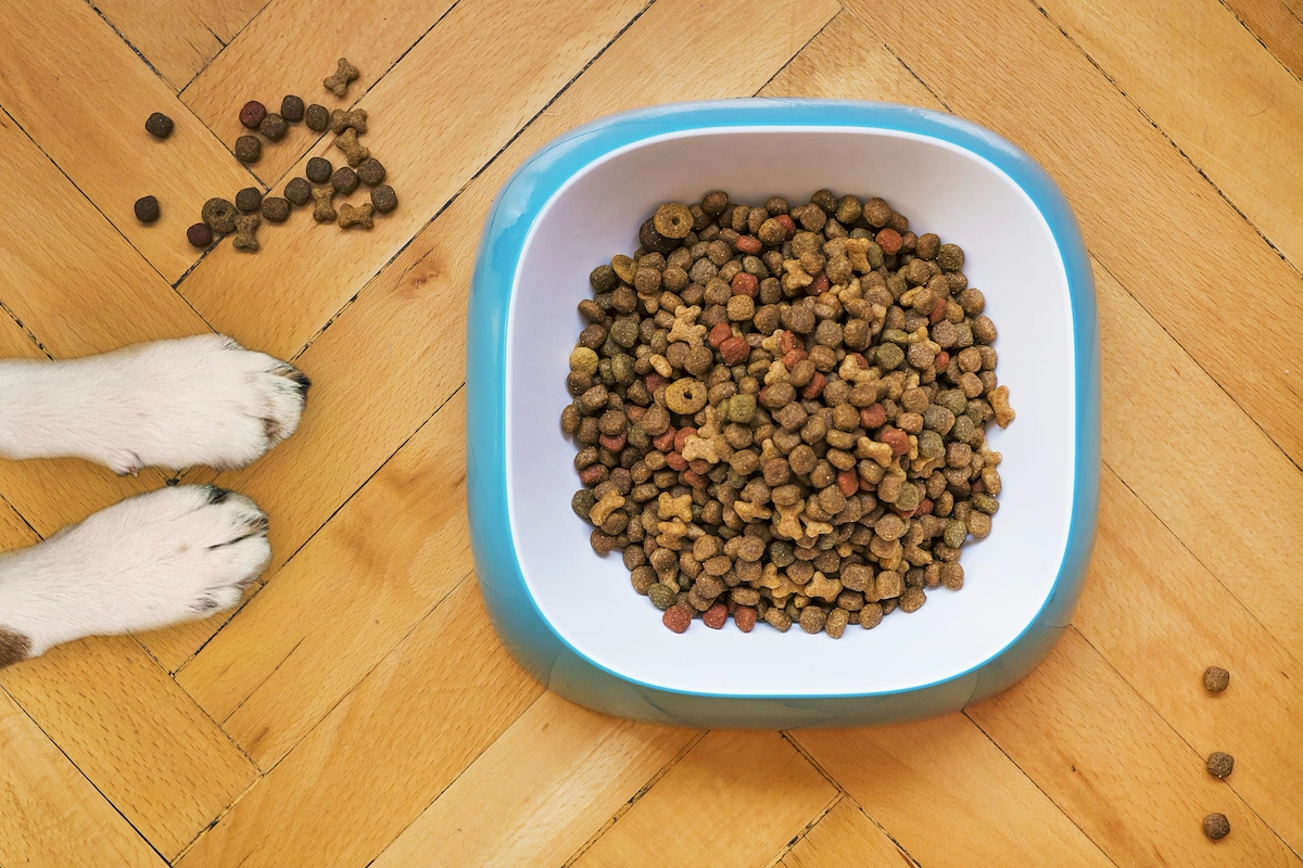 How to start a dog food business