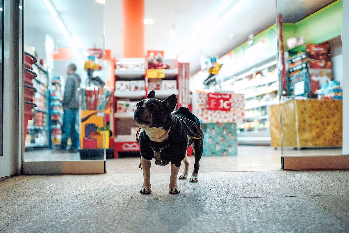 How to start a pet store business