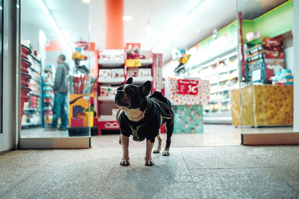 How to start a pet store business