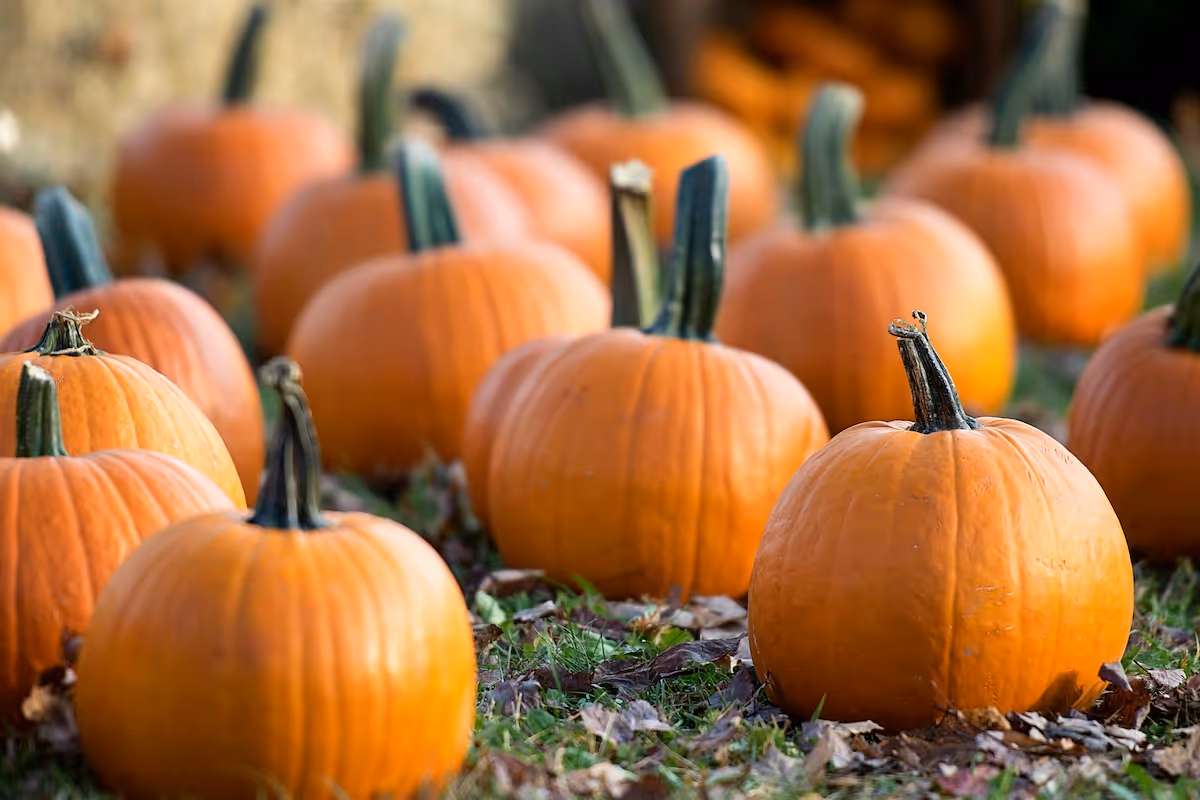 How to start a pumpkin patch business
