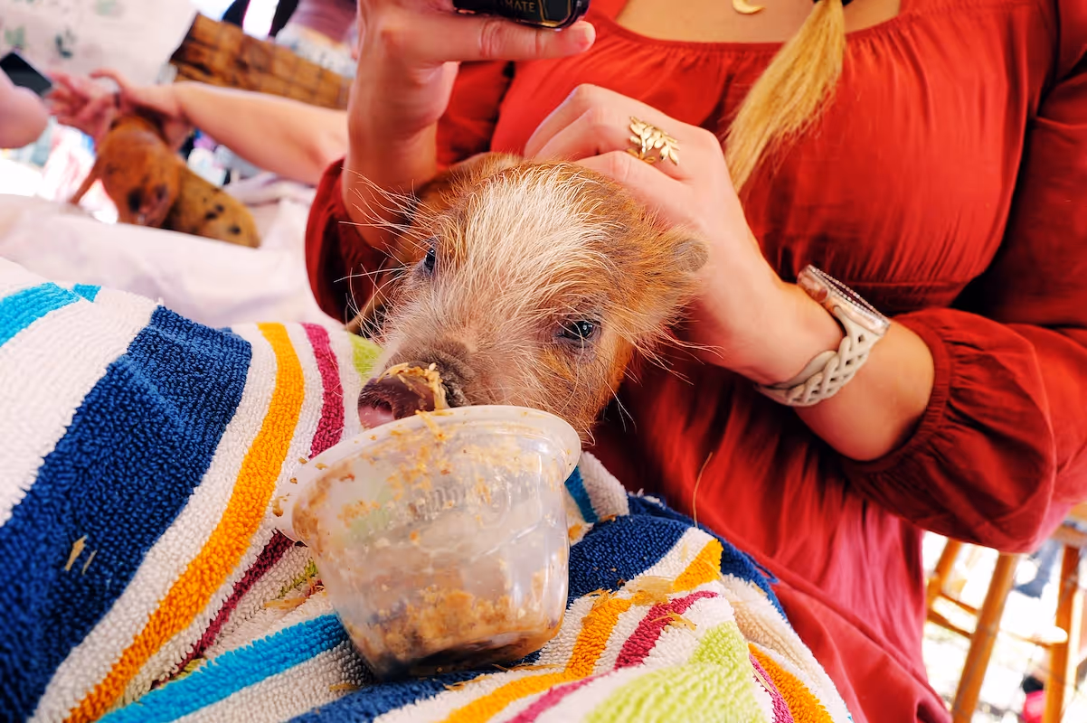 How to start a lice removal business