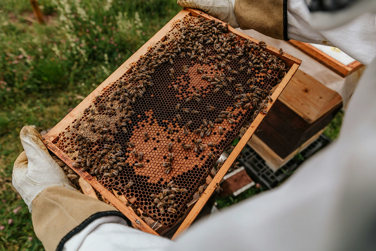 How to start a beekeeping business