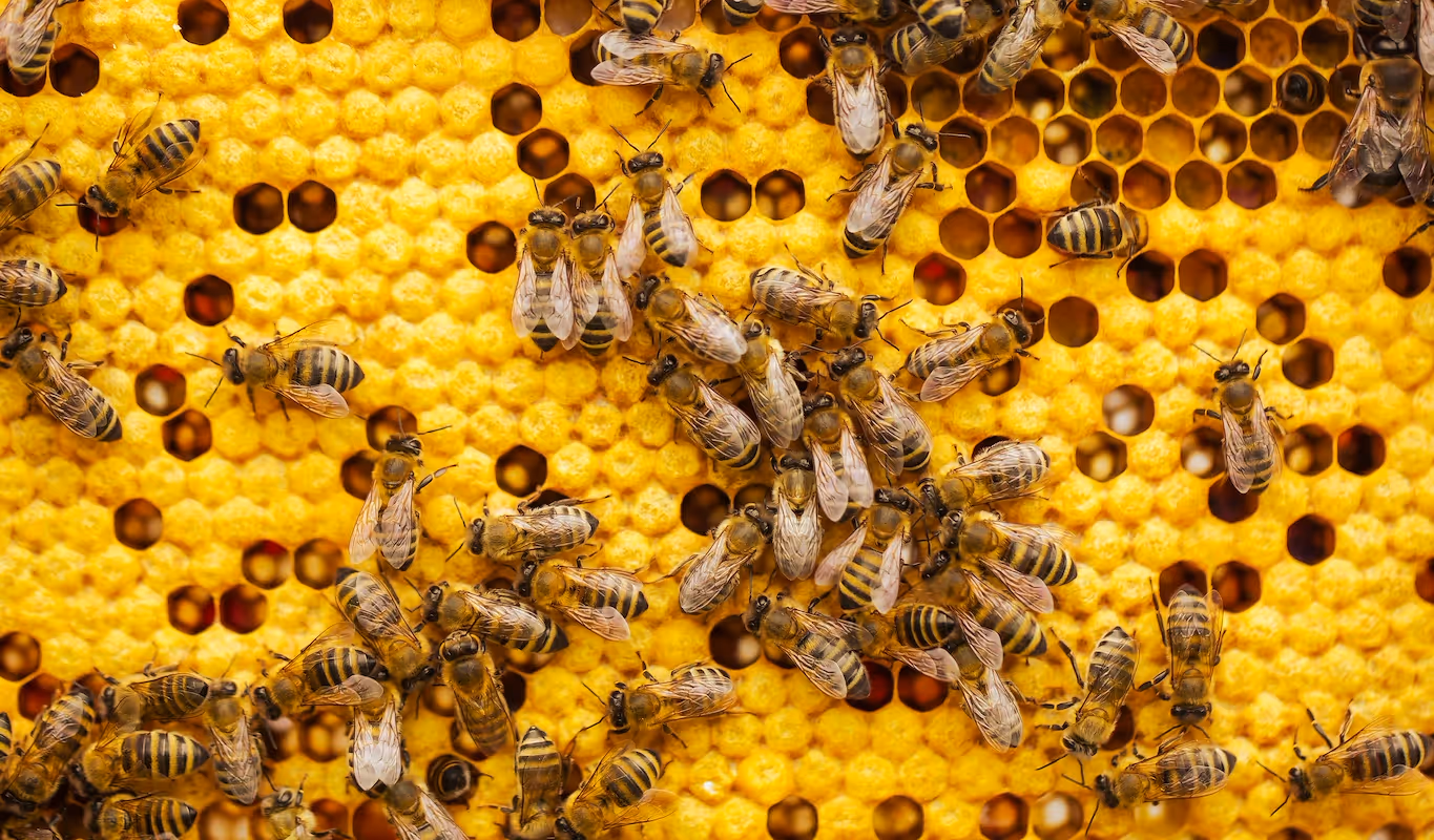 How to start a bee farm business