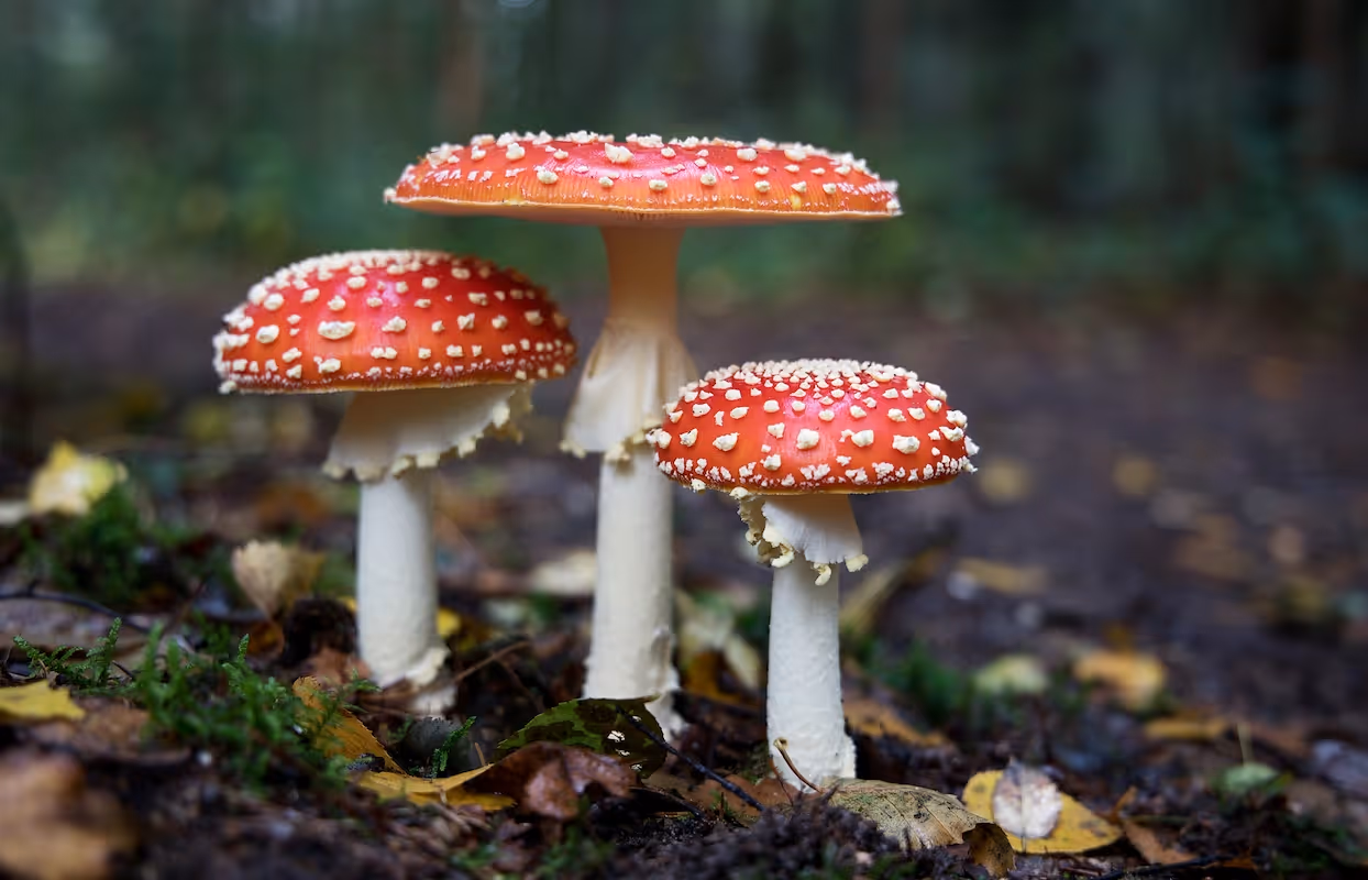 How to start a mushroom business