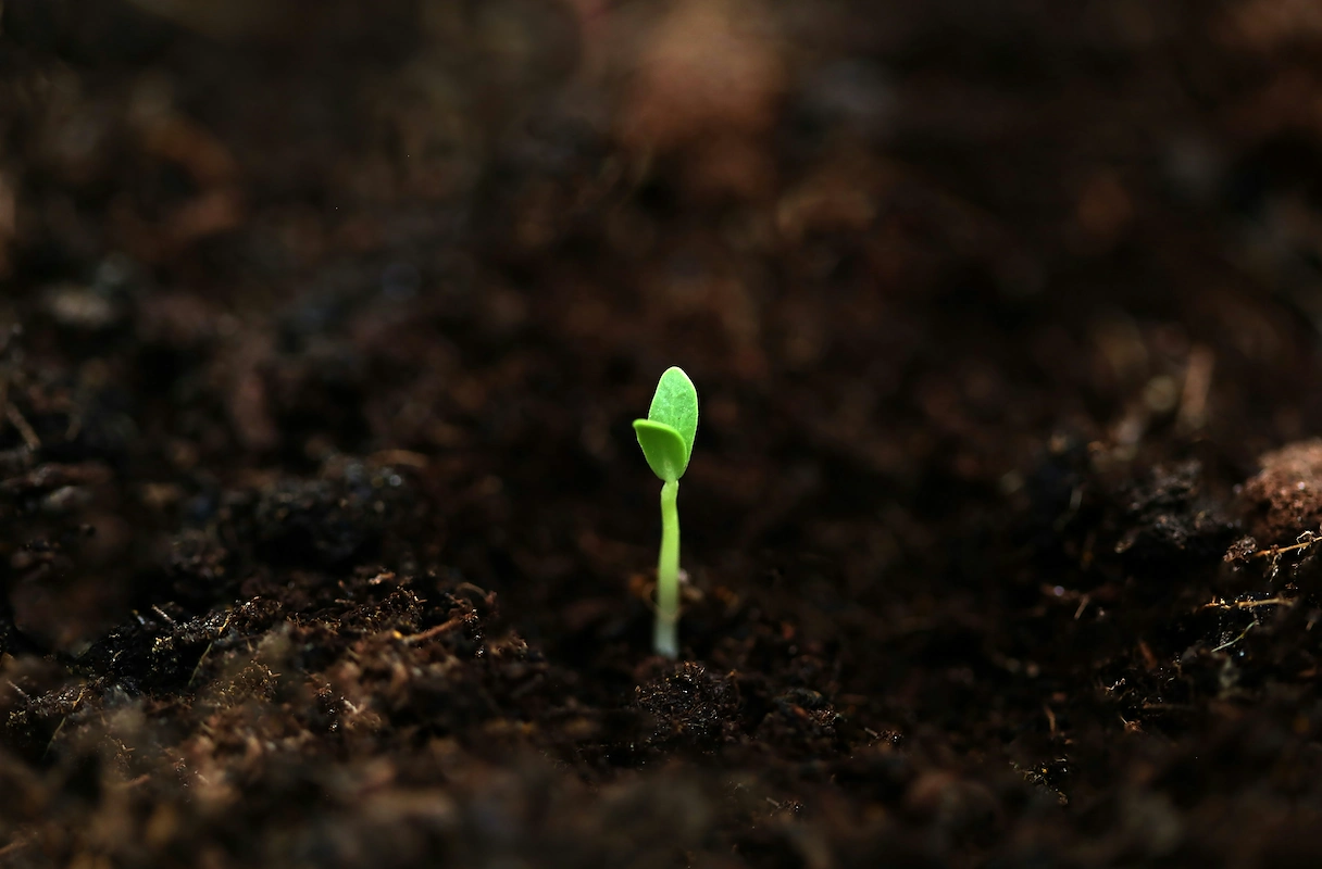 How to start a seed company