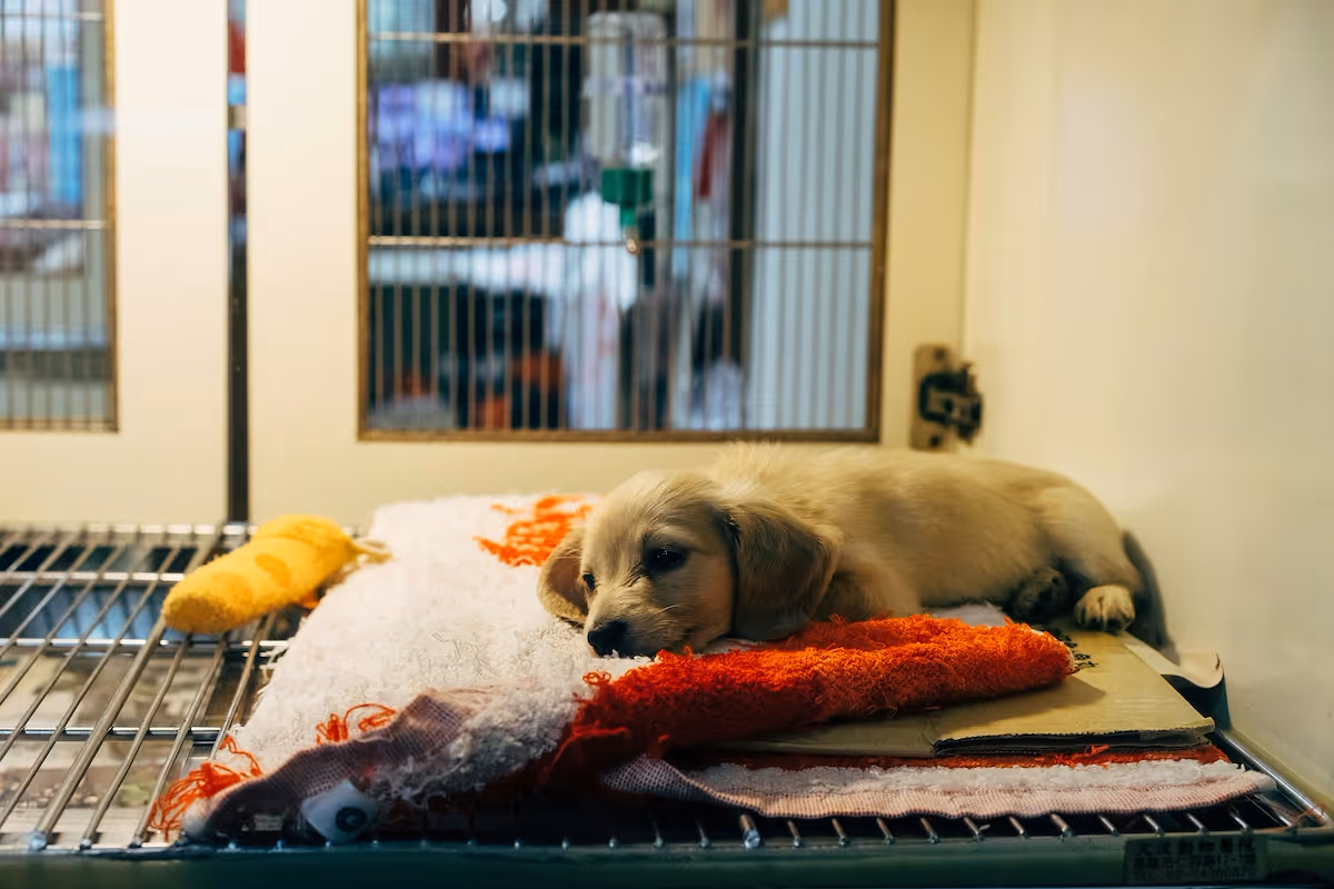 How to start a animal rescue business