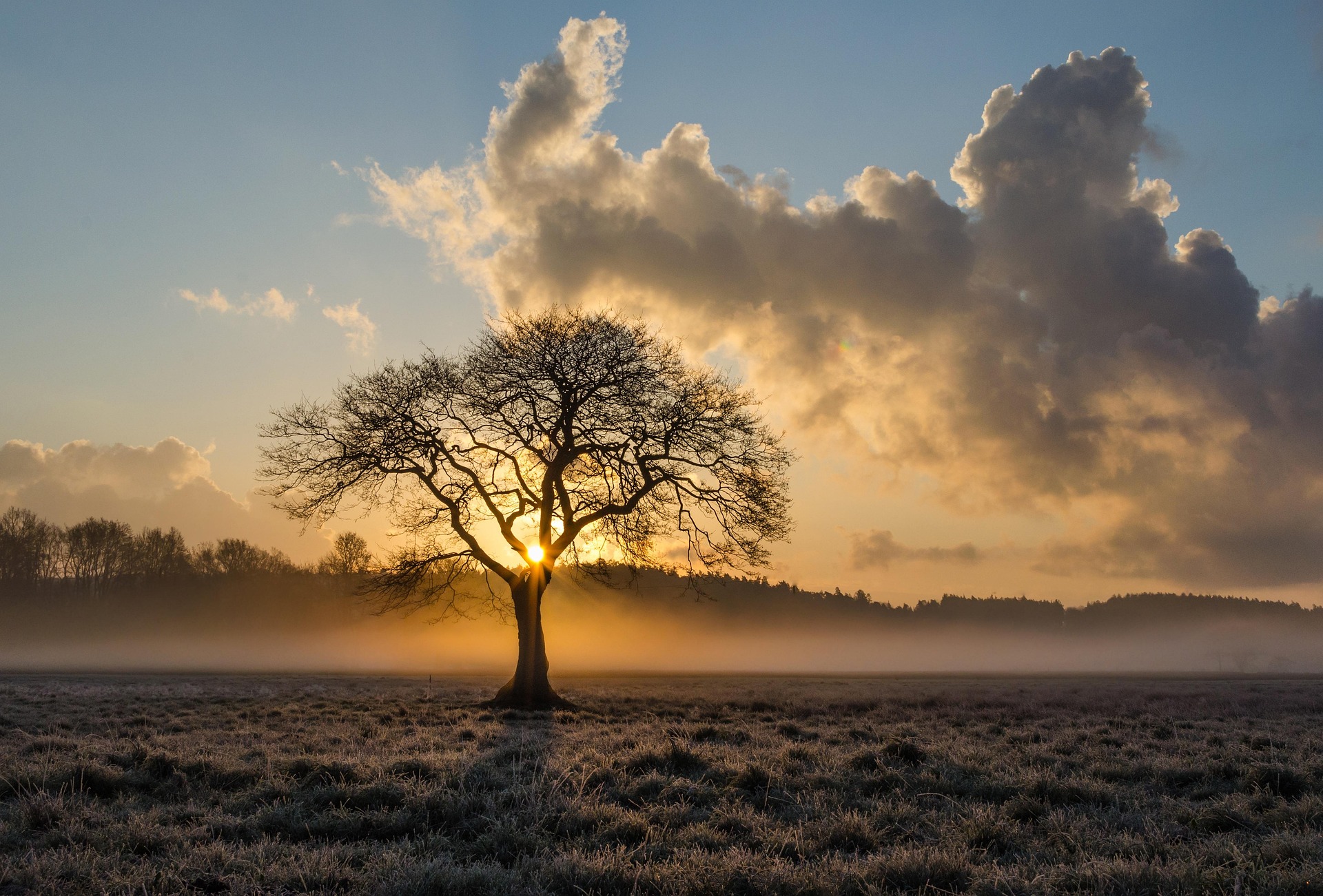 A lone tree at sunrise in a misty field, light breaking through bare branches