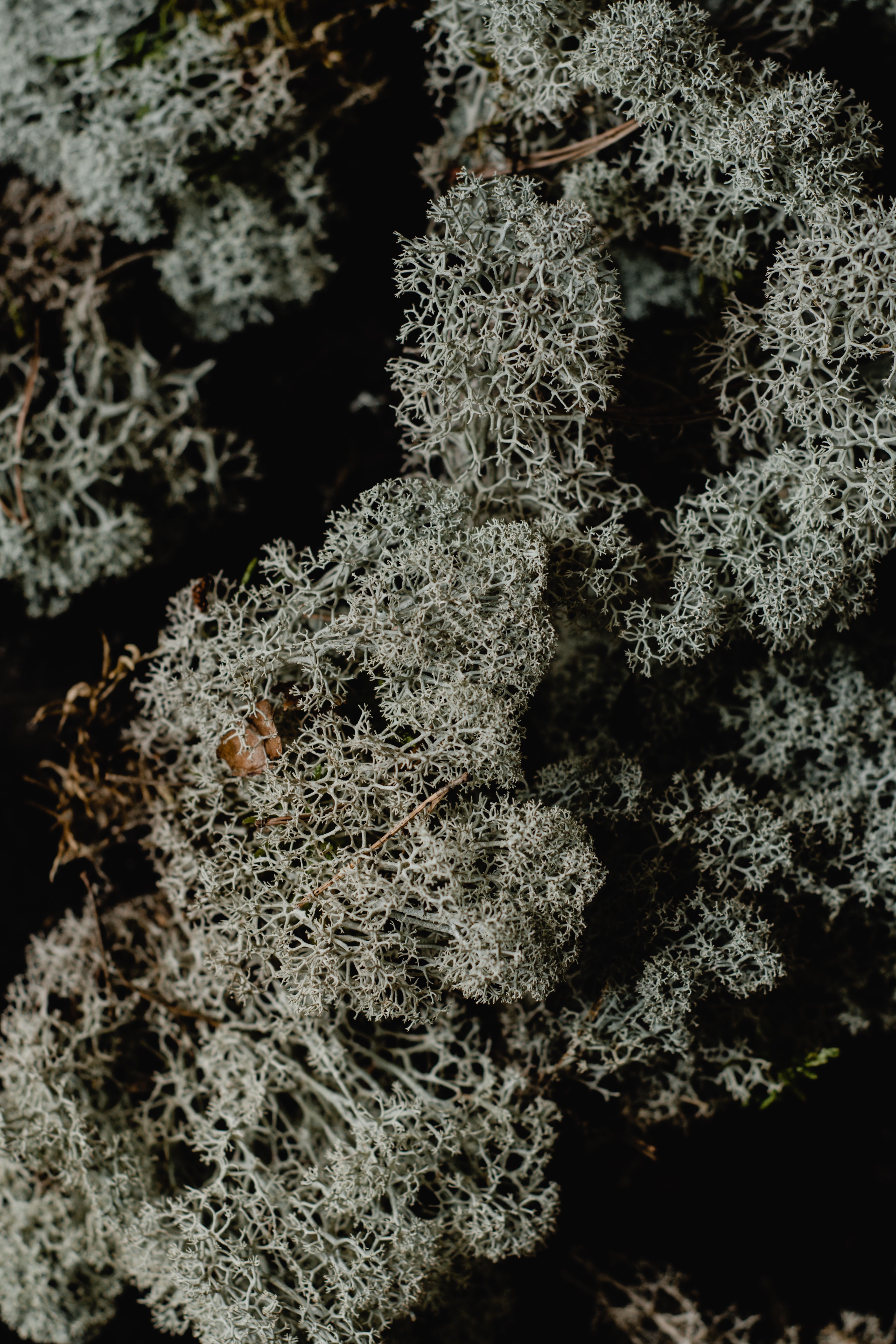 Close macro of lichen and forest floor texture, grey-green branching forms