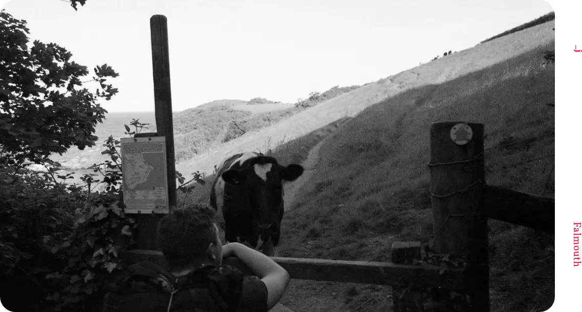 A black & white photograph of a designer engage with an english dairy cow