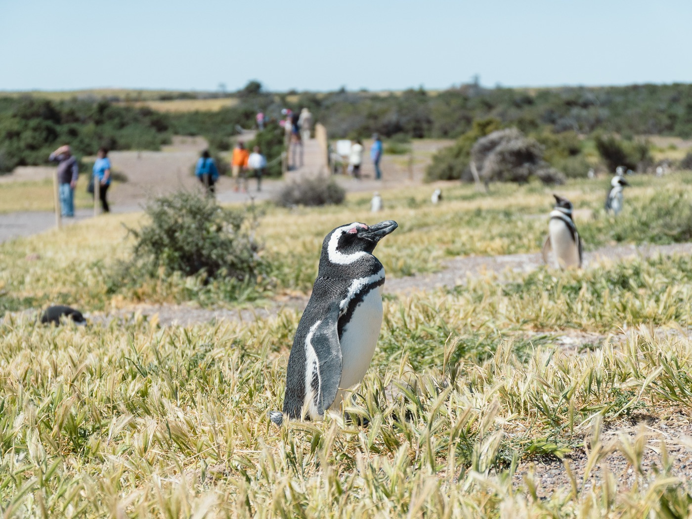 Pingüino de Magallanes en la colonia de Punta Tombo