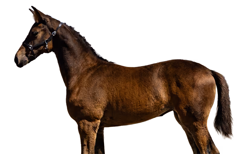 Building Confident Young Horses
