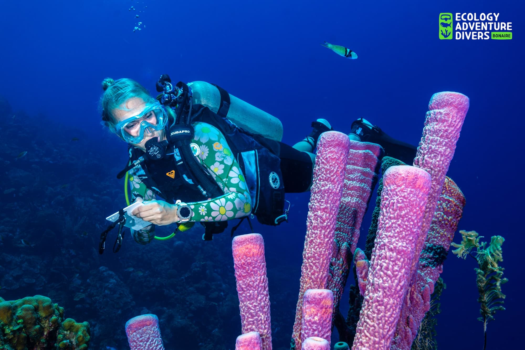 Scuba diver in floral wetsuit examining pink coral underwater with fish in blue ocean.