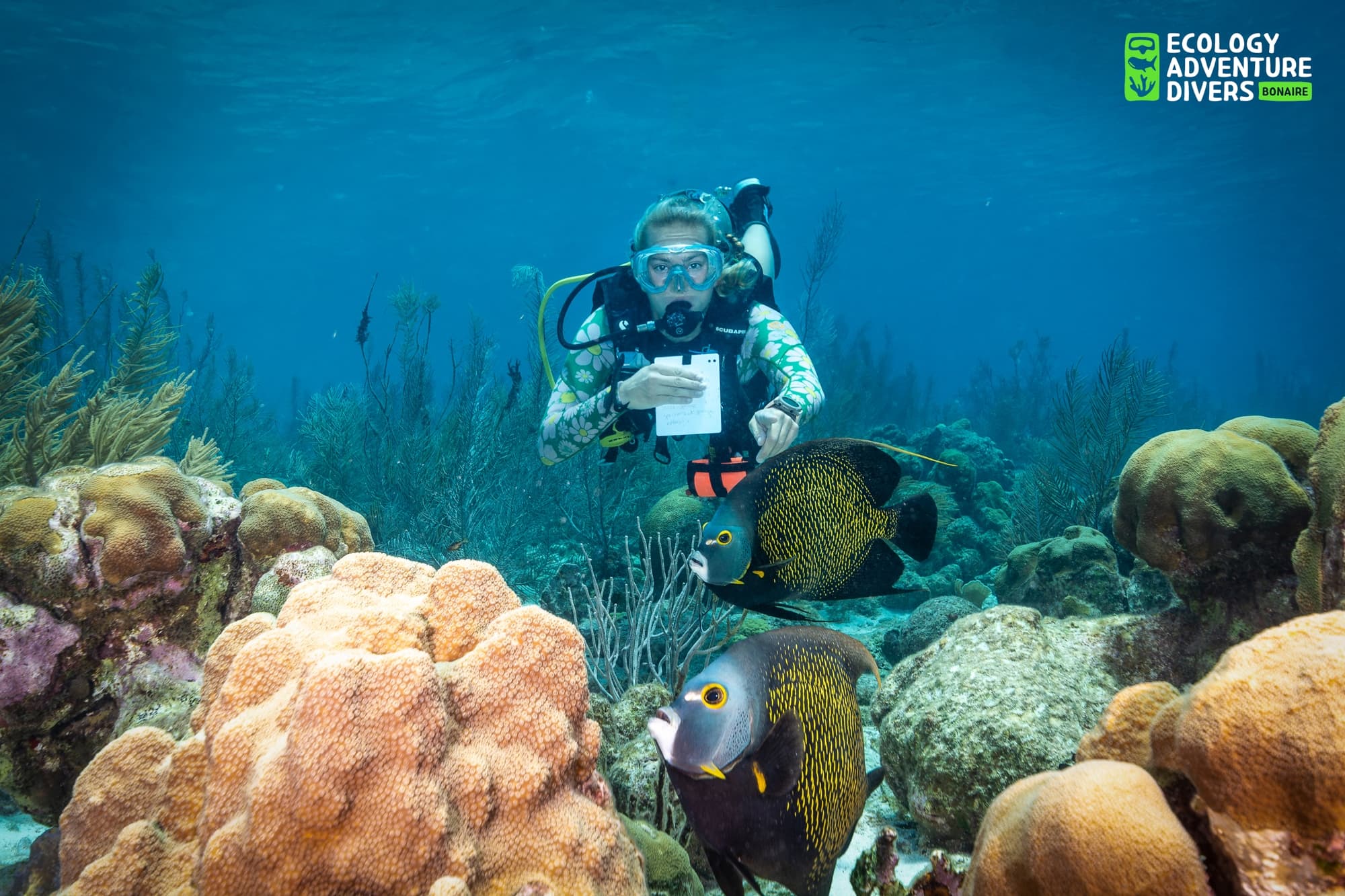 Scuba diver underwater pointing at colorful angelfish near coral reef surrounded by marine plants.