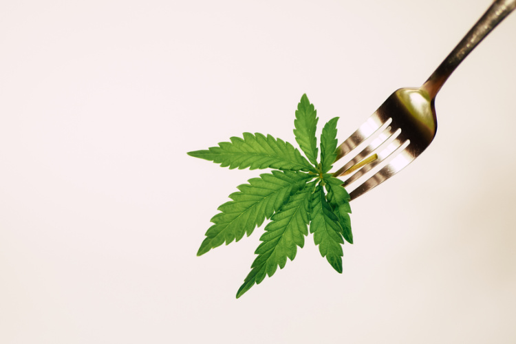 Cannabis Industry Insights