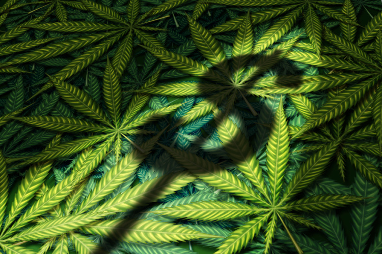 Cannabis Market NBA