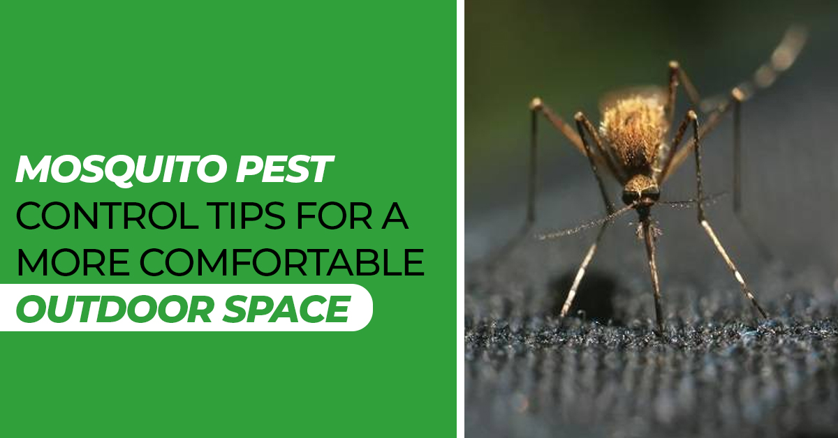 Mosquito Pest Control Tips for a More Comfortable Outdoor Space