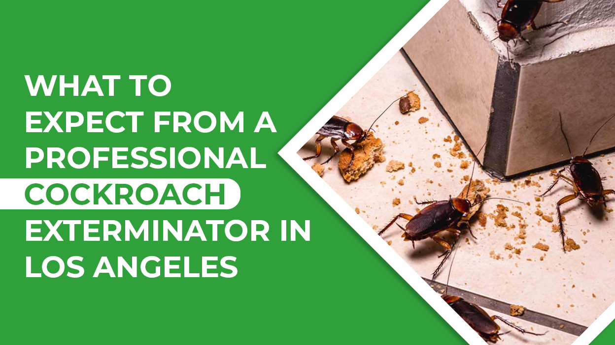 What to Expect from a Professional Cockroach Exterminator in Los Angeles