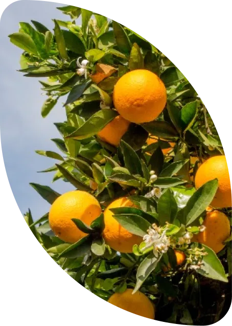 Oranges on a Tree