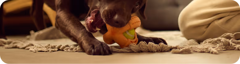 Brown dog chewing on an orange toy shaped like a gingerbread man on a rug, next to a person wearing beige pants.