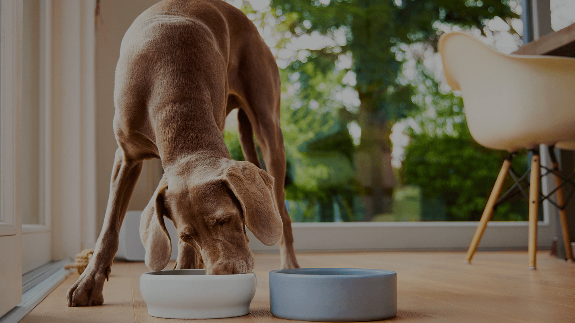 A large brown dog is eating from a white bowl placed on a wooden floor next to a second, empty blue bowl. The scene is indoors near a glass door, with green trees and natural light visible outside.