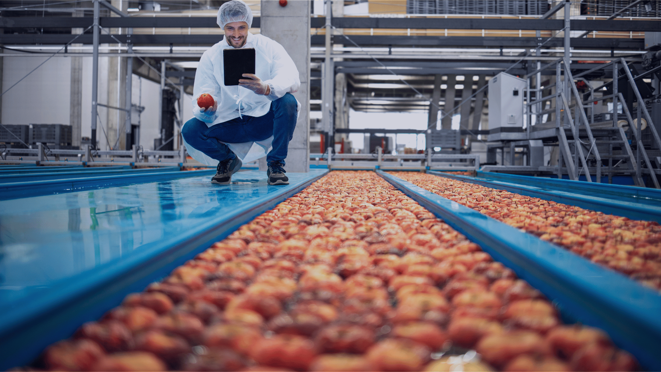 Food manufacturing worker inspecting apples on a processing line while using a tablet to monitor production and food safety controls.
