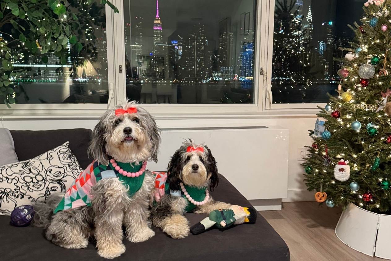 two happy dogs running through a park